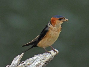 Red-rumped Swallow - Cecropis daurica © John Muddeman